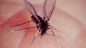 dengue